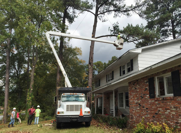 How Our Tree Care Process Works  in  Clinton, OH